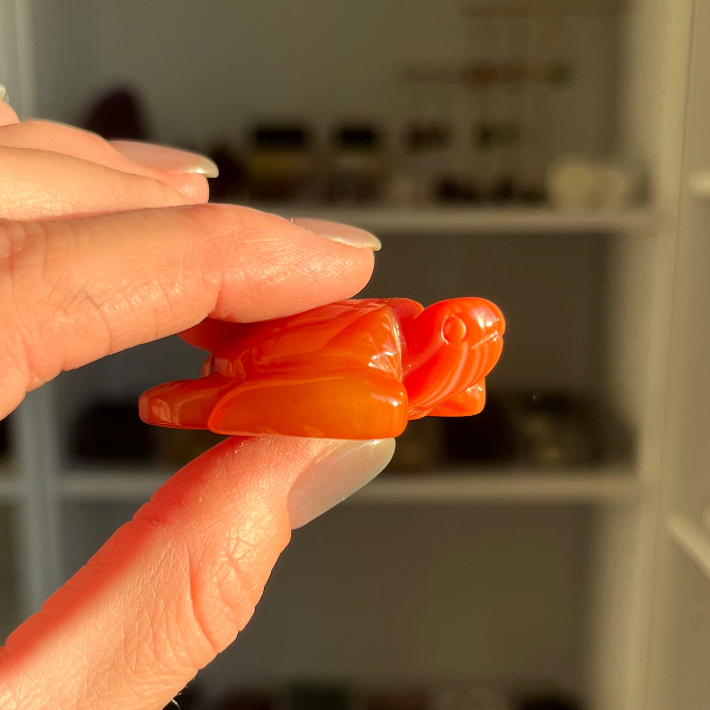 Carnelian Turtle