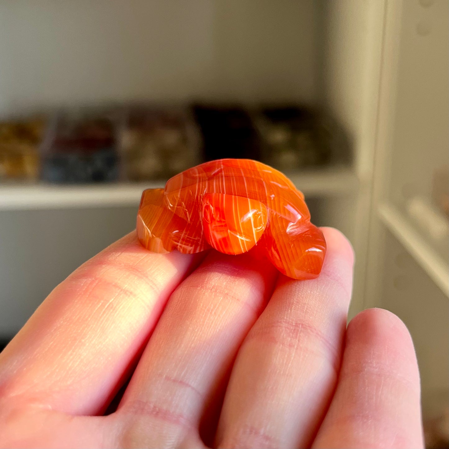 Carnelian Turtle