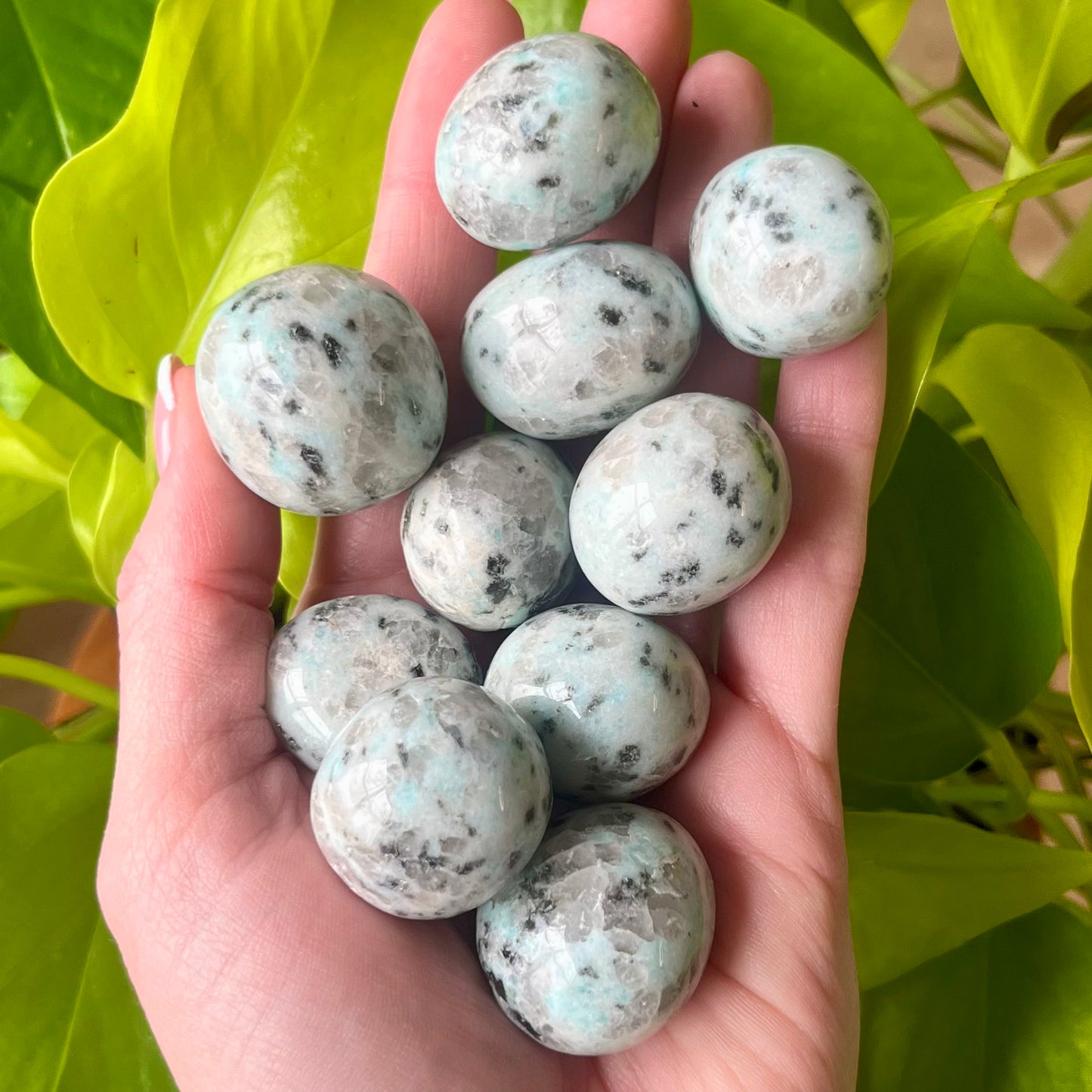 Kiwi Jasper Tumble