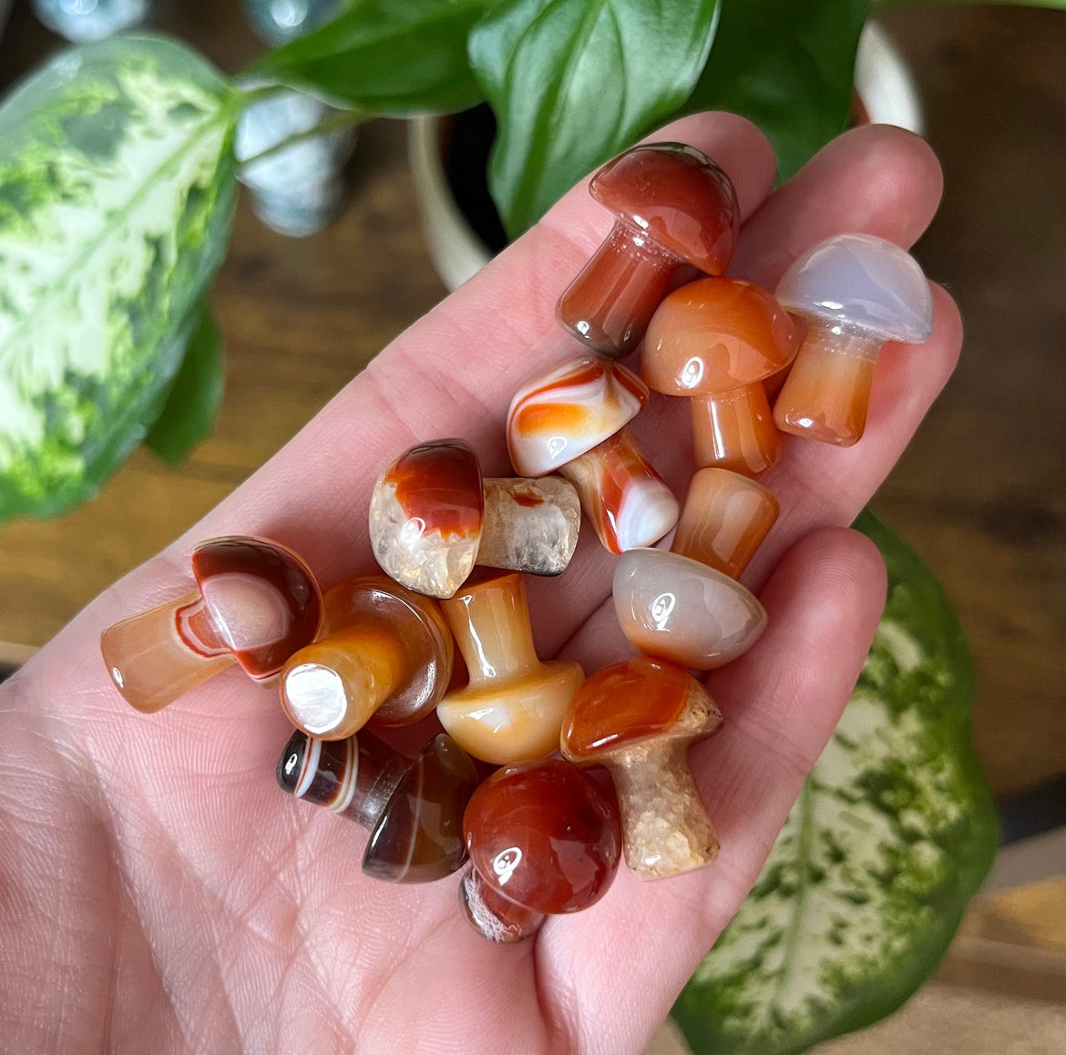 Mini Mushrooms