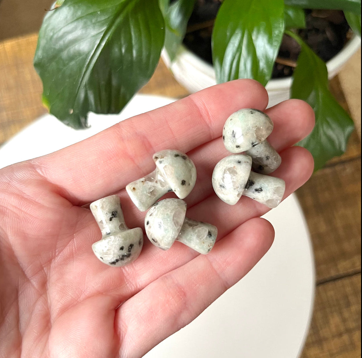 Mini Mushrooms