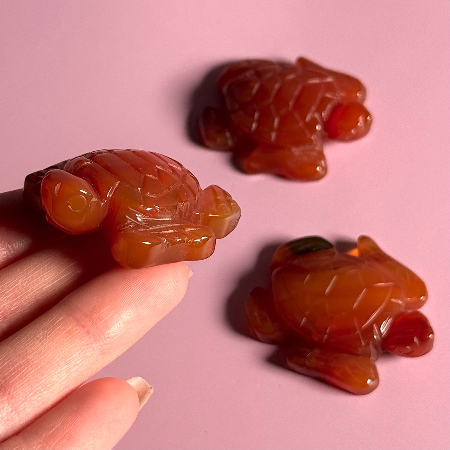 Carnelian Turtle