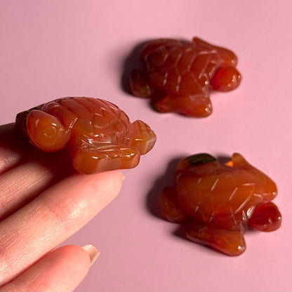 Carnelian Turtle