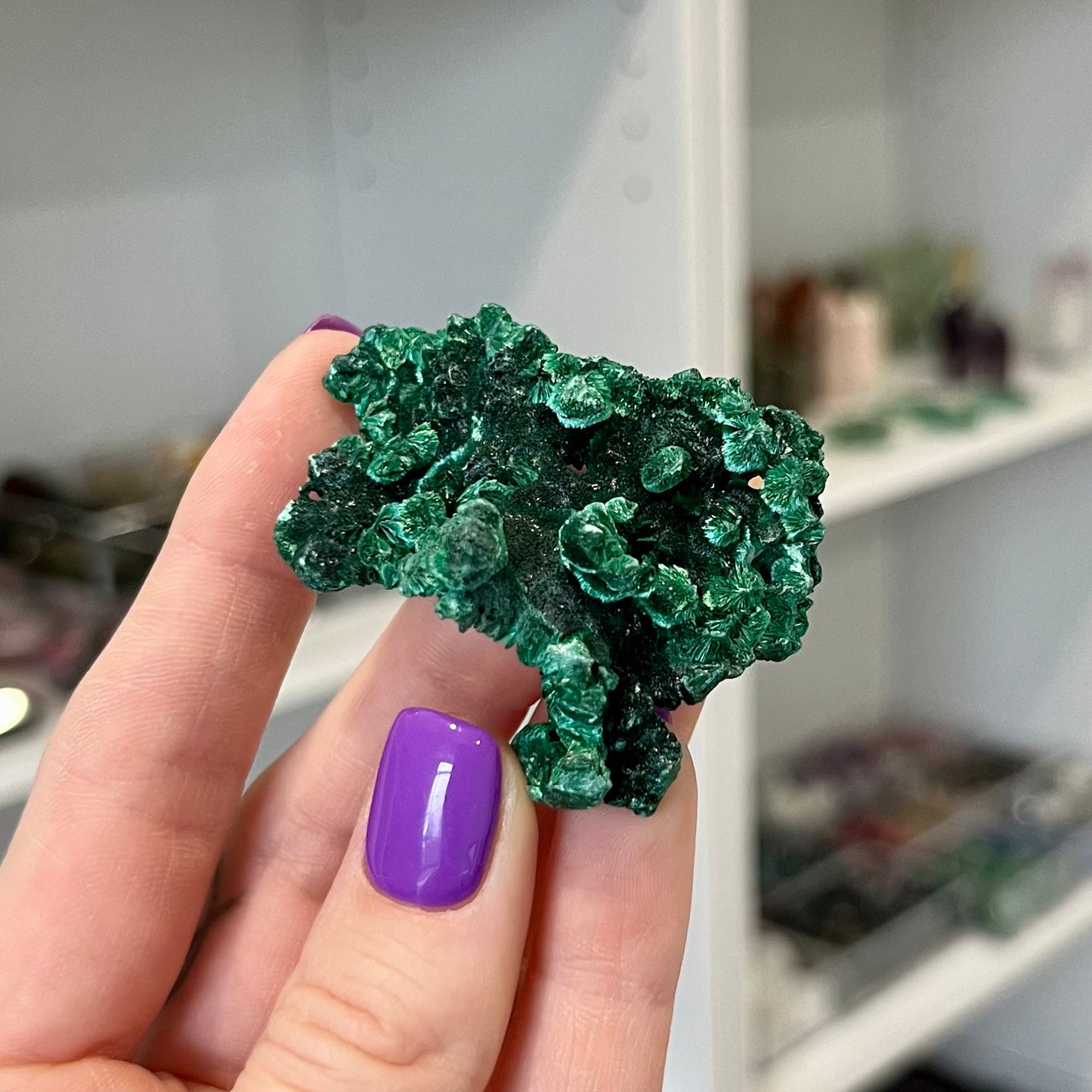 Velvet Malachite