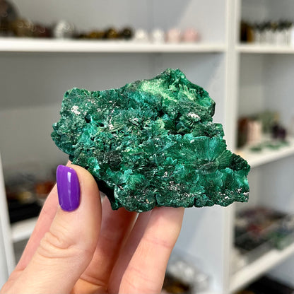 Velvet Malachite