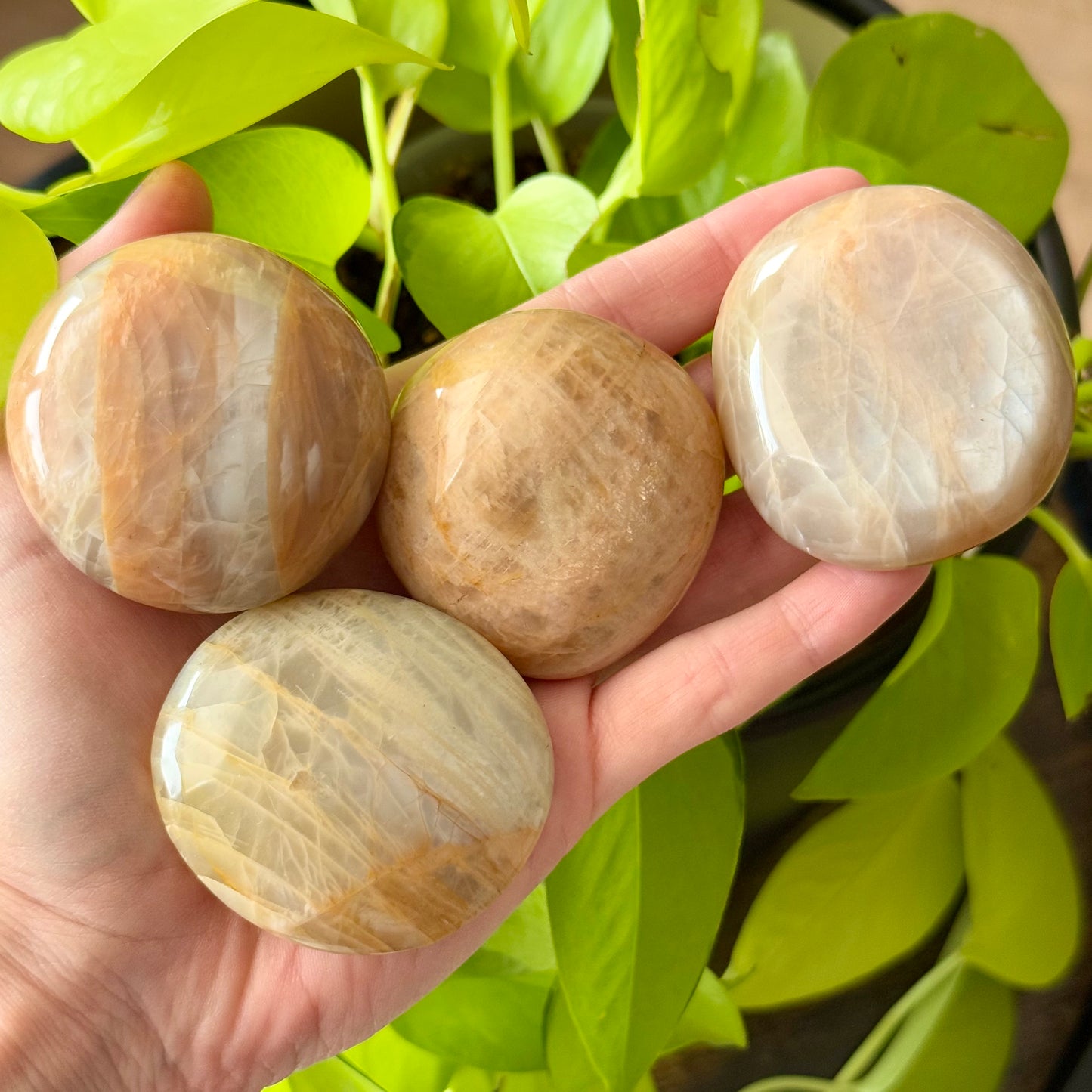 Mixed Moonstone Palm Stones